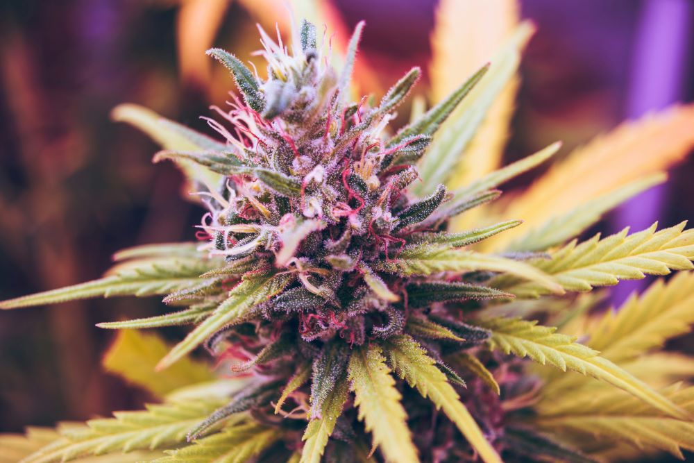Hemp Flower