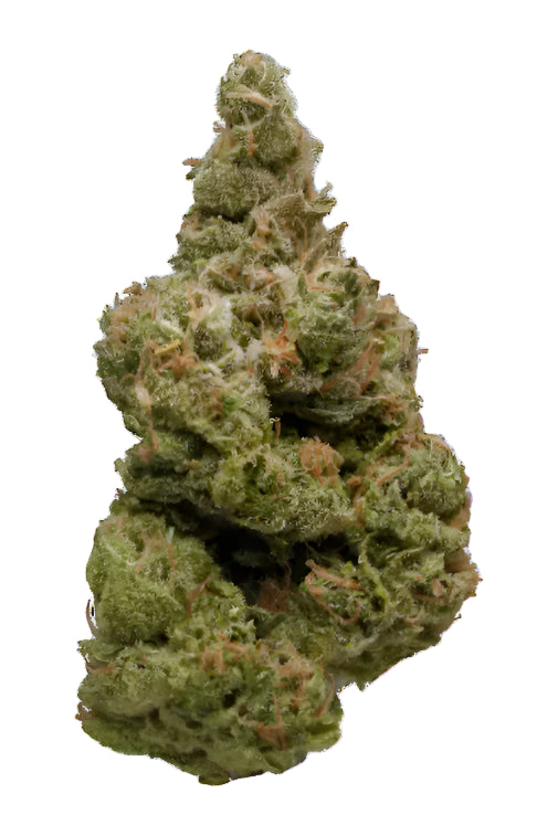 Headlight - Sativa